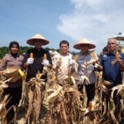 Wakil Bupati Muaro Jambi Jun Mahir Hadiri Panen Raya Jagung Serentak Kuartal II di Sekernan